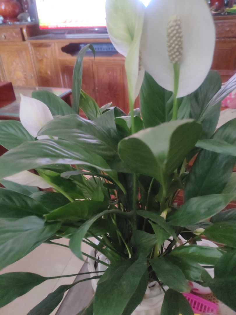 hàng chuẩn giao nhanh. giá hợp lý nha. hay quá đi