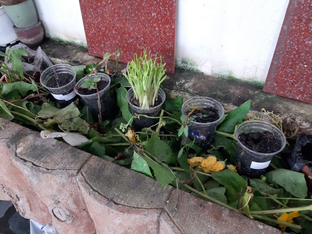 rất tốt cho cây trồng , đã mua nhiều lần