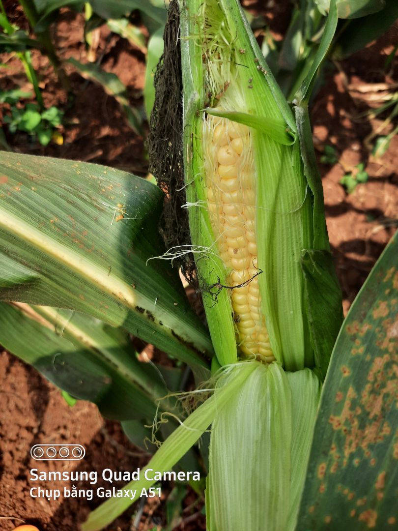 cũng tạm được. tiền nào vải nấy