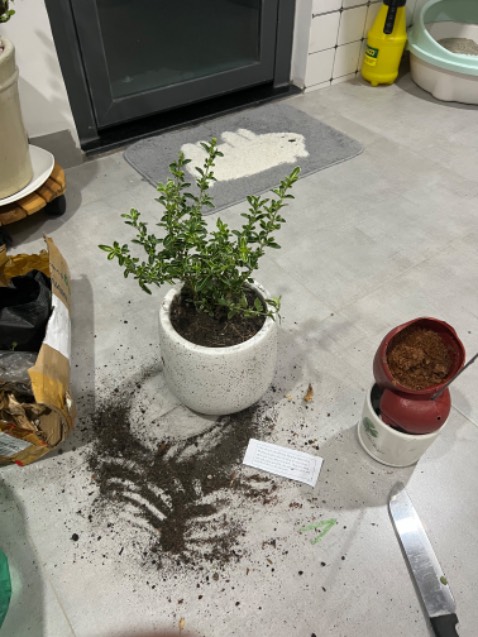 Cây đẹp và khoẻ ! Nhưng có yêu cầu shop nói với shipper là cây thật vận chuyển để cẩn thận. Vì lúc mình nhận hàng ship tưởng cây giả hay sao mà để nhét phía dưới giỏ. Hên là shop gối cẩn thận nên cây 0 bị j! Thanks shop