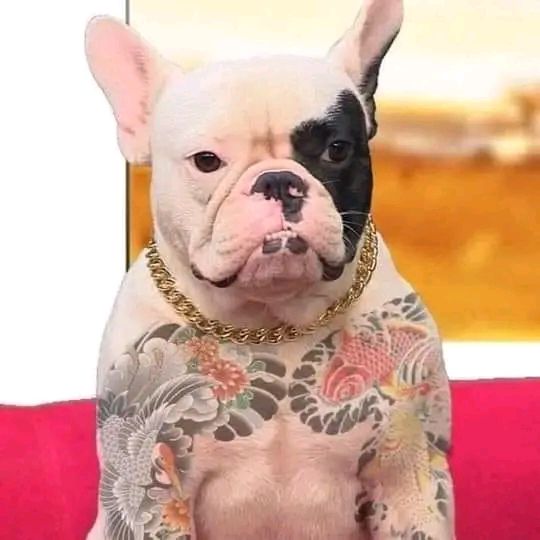 Giao hàng nhanh, có bọc chống sốc.