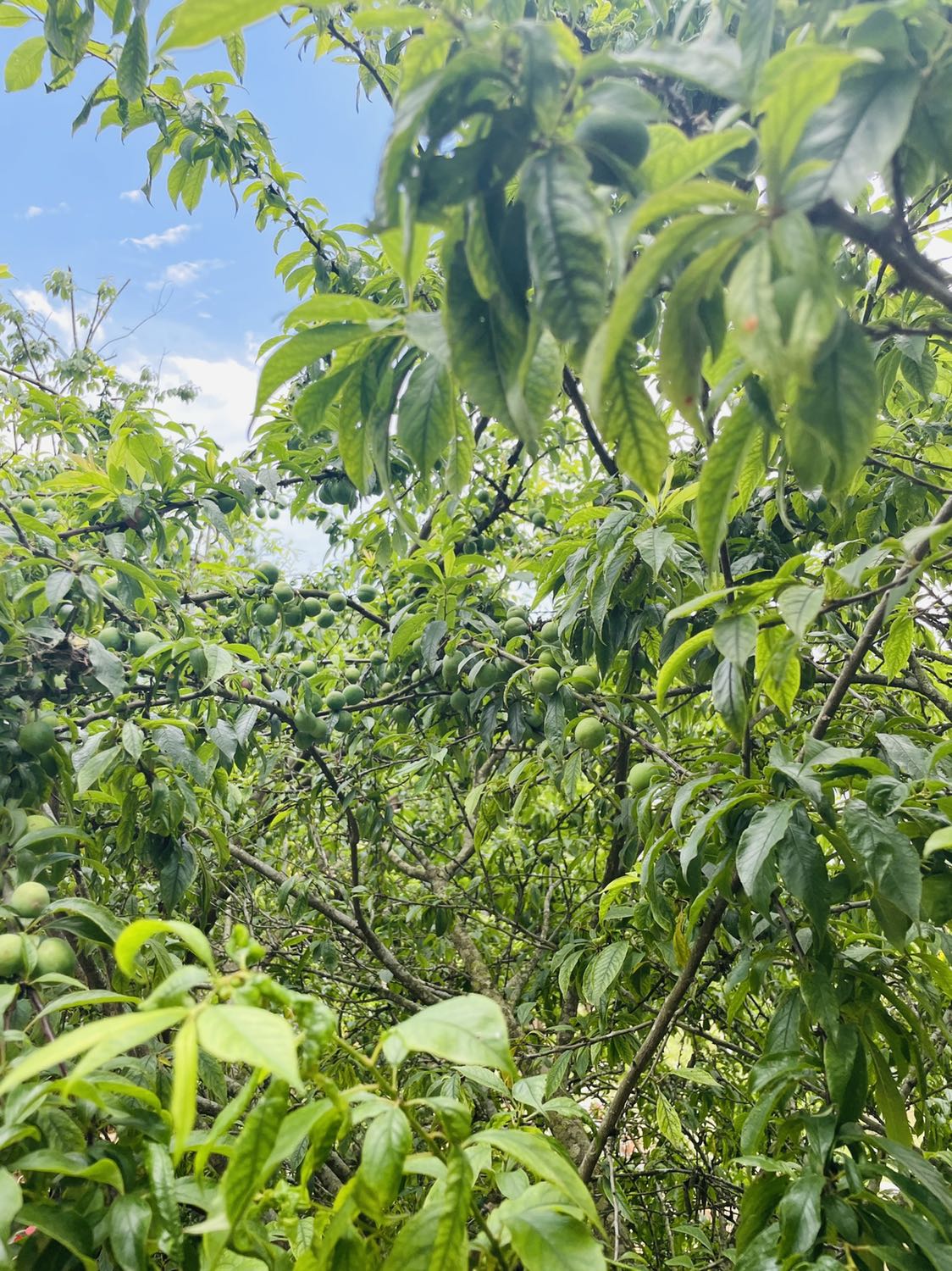 Ram rất ổn định