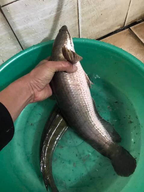 Đã nhận dc cần nhưng còn phải *** thêm mới biết dc. Thank shop