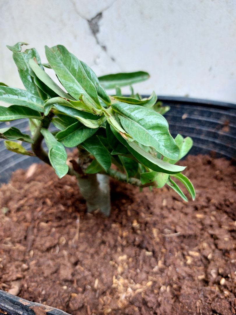 sản phẩm đúng yêu cầu, cây khỏe mạnh