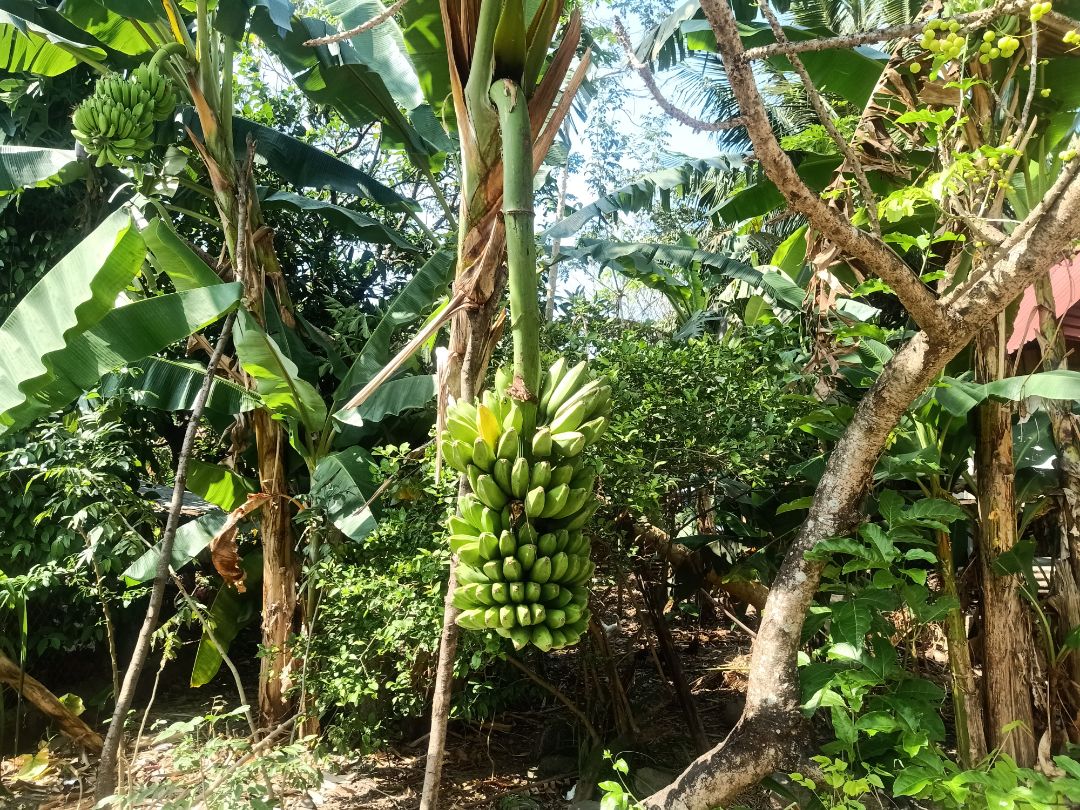 Giao hàng nhanh, không kích ứng da