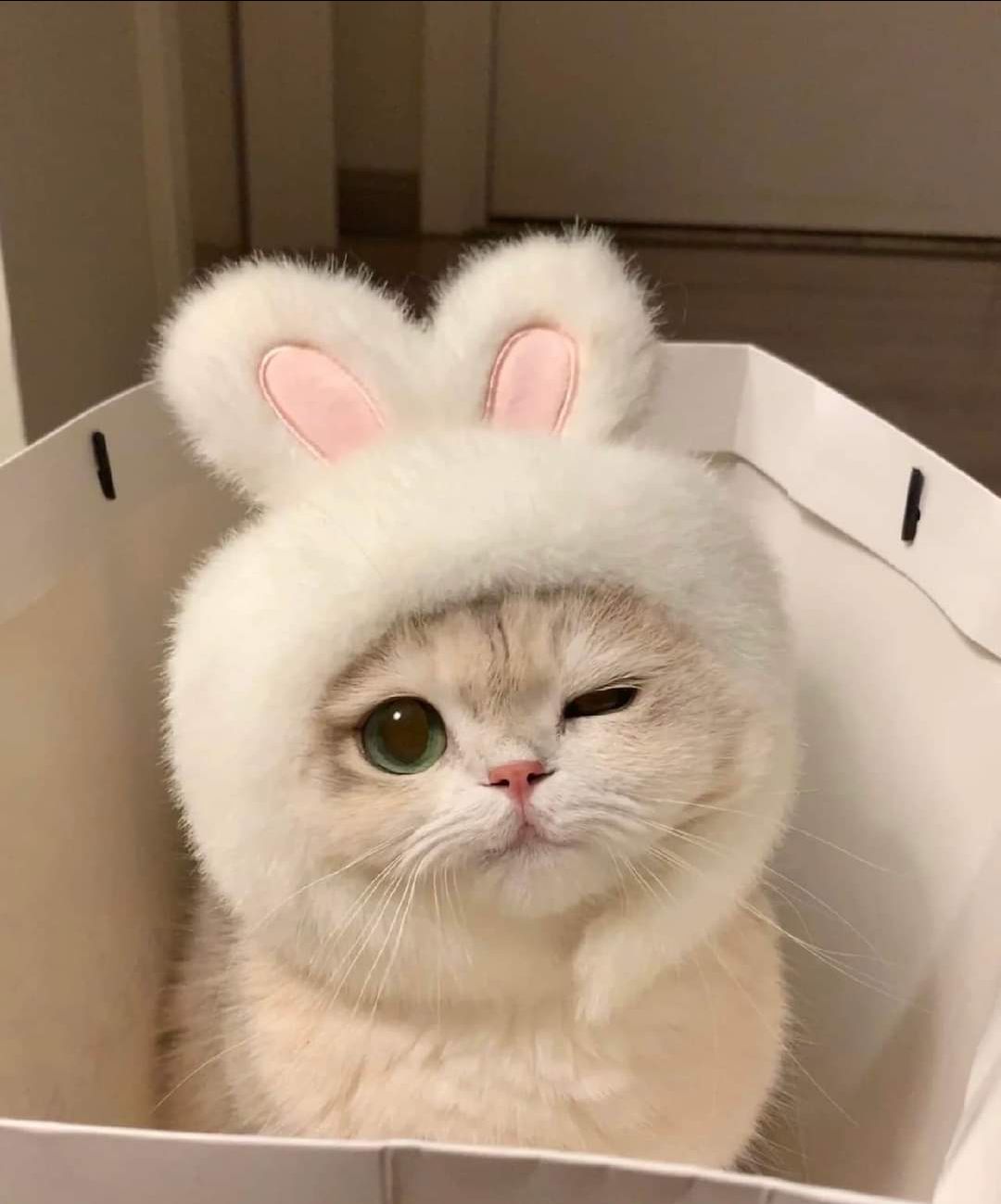 nón đẹp mình mua tặng nên k có ảnh thực