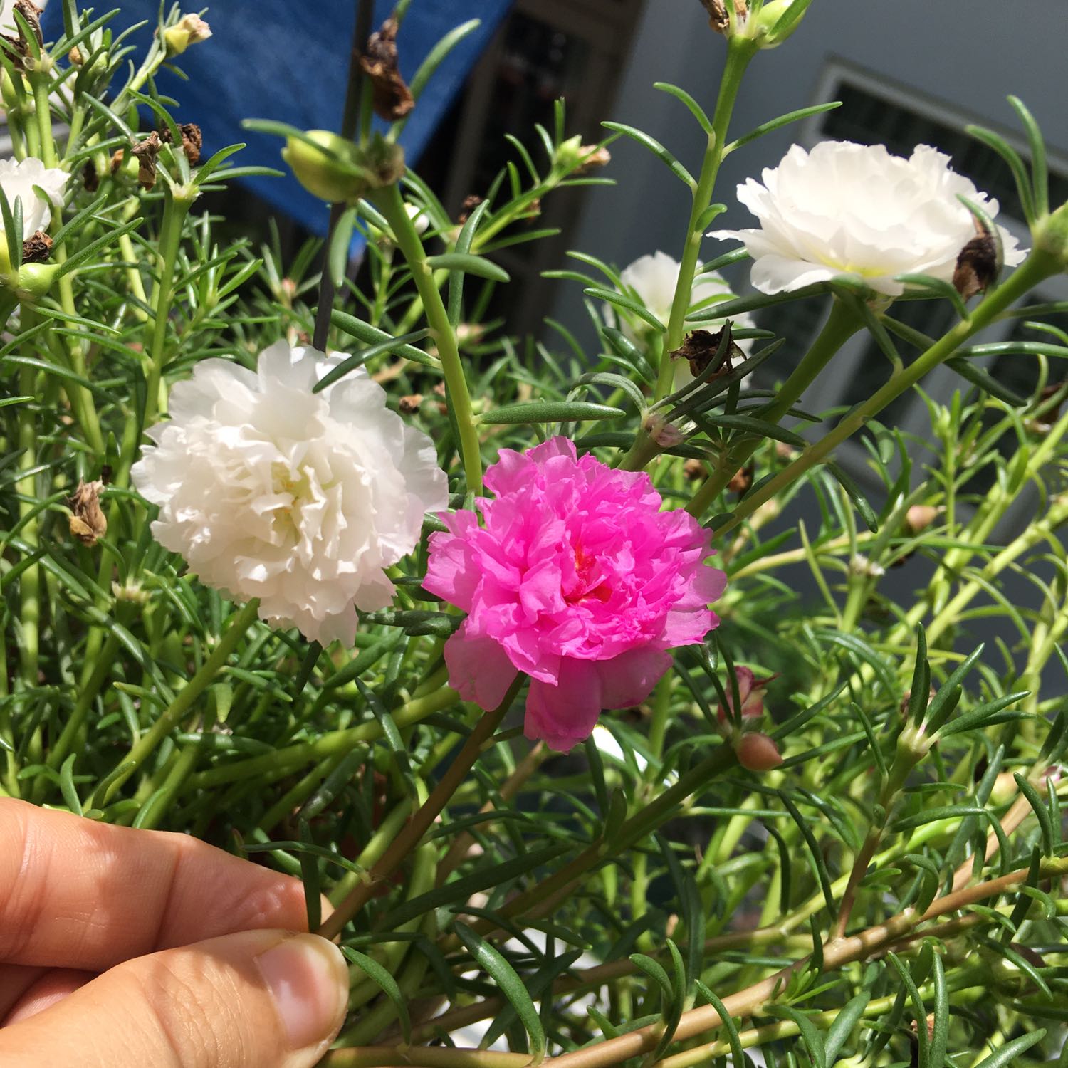 Ship cực chậm nhưng vẫn quánh 5 sao, thông cảm cho nhau mùa Covid.