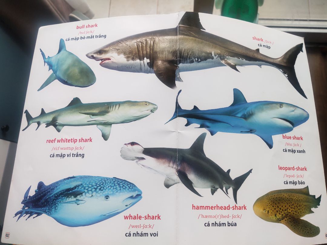 Mình mua cuốn này cho đủ bộ vì đã có cuốn phương tiện giao thông và cuốn động vật trên cạn, thấy cuốn này nội dung có vẻ chán hơn, đi sâu vào các phân loài quá mức