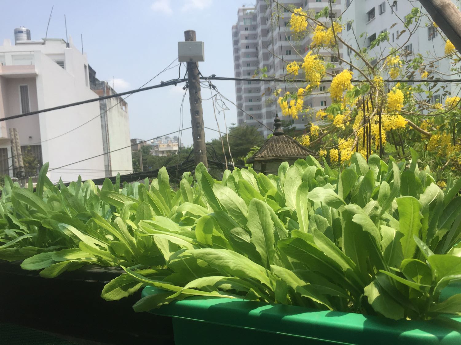 Nảy mầm rất tốt. Ăn cải này rất ngon. Nào hết hạt giống mình sẽ đặt tiếp. Cảm ơn Tiki