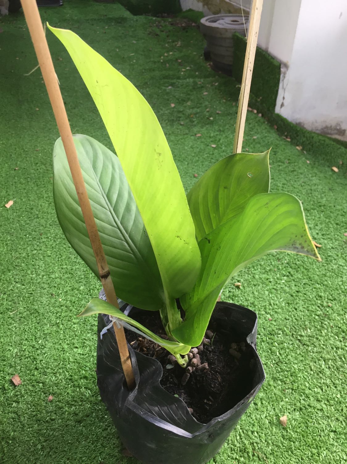 Cây đóng gói cẩn thận, nhưng giao trể hơn kế hoạch