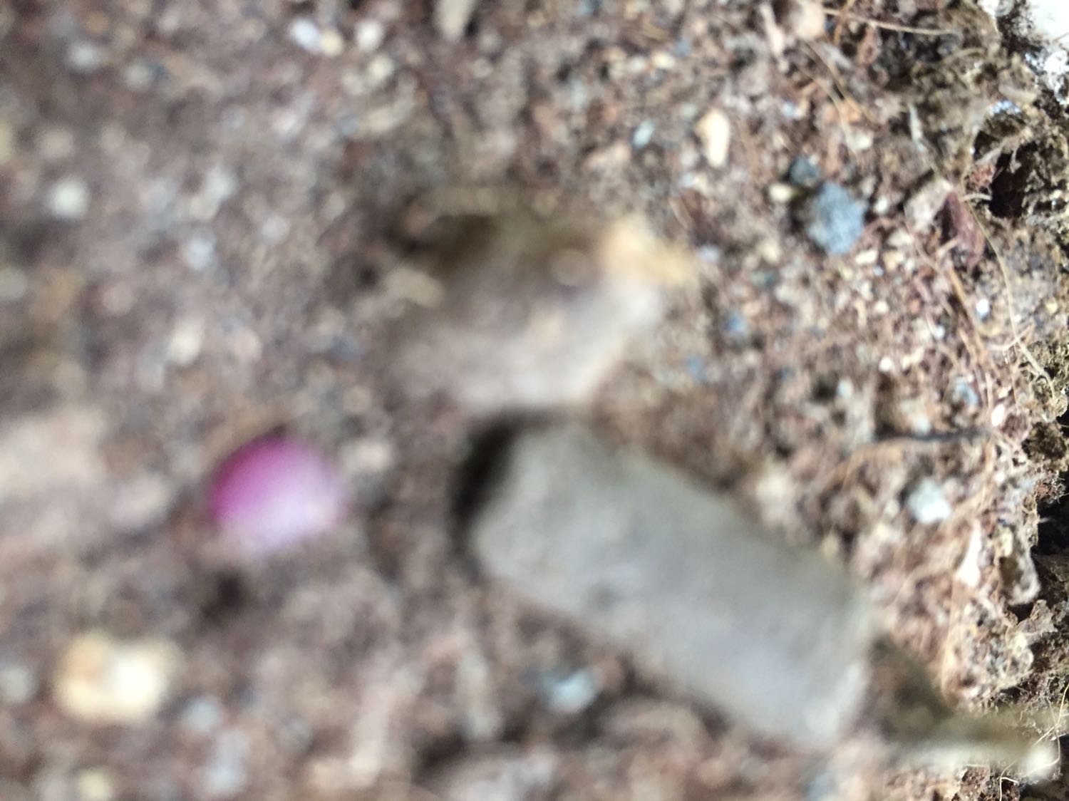 Củ cây bọc cẩn thận