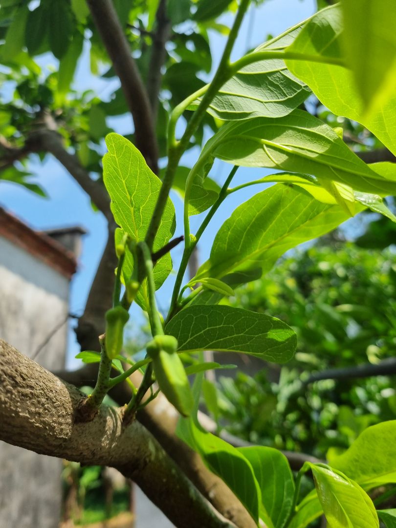 shop giao hàng nhanh, mình mua để ở nhà bố mẹ trồng! chờ thành quả nào! hình ảnh chỉ là cây trong vườn nhà mình thôi nè!