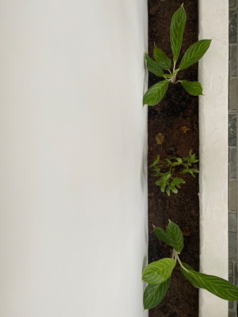 Cây đẹp, khoẻ mạnh, shop ship nhanh, hỗ trợ nhanh, sẽ tiếp tục ủng hộ