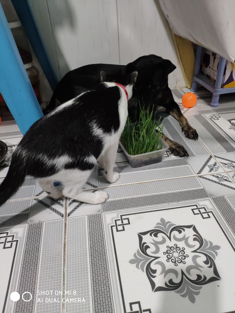 Hi, em miu nhà mình khoái lắm lun, em cún thì có ngắt vài miếng ùi thui.
Bịch hạt giống gieo lên rất năng suất lun, Thanks Shop and Tiki!