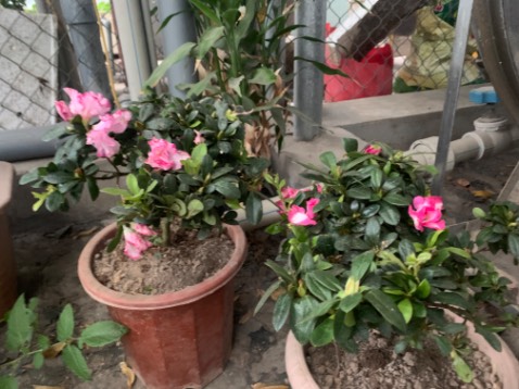 Thìa đẹp, giống ảnh chụp