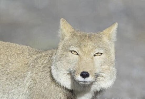 Truyện này tui hốt vì bìa á thấy đẹl nên lụm luôn mua về đọc cái nhận ra hoá ra mình lầm top bot mất tiêu rồi