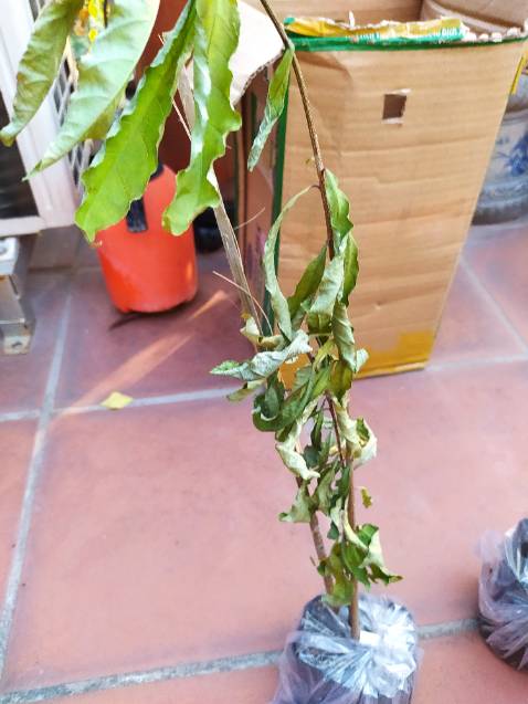 Vừa nhận đã dư này, cây héo quắt queo