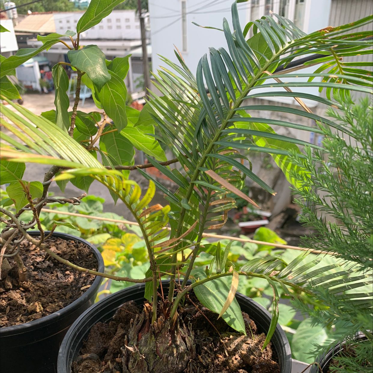 Cây giao còi cọc quá, không giống hình quảng cáo