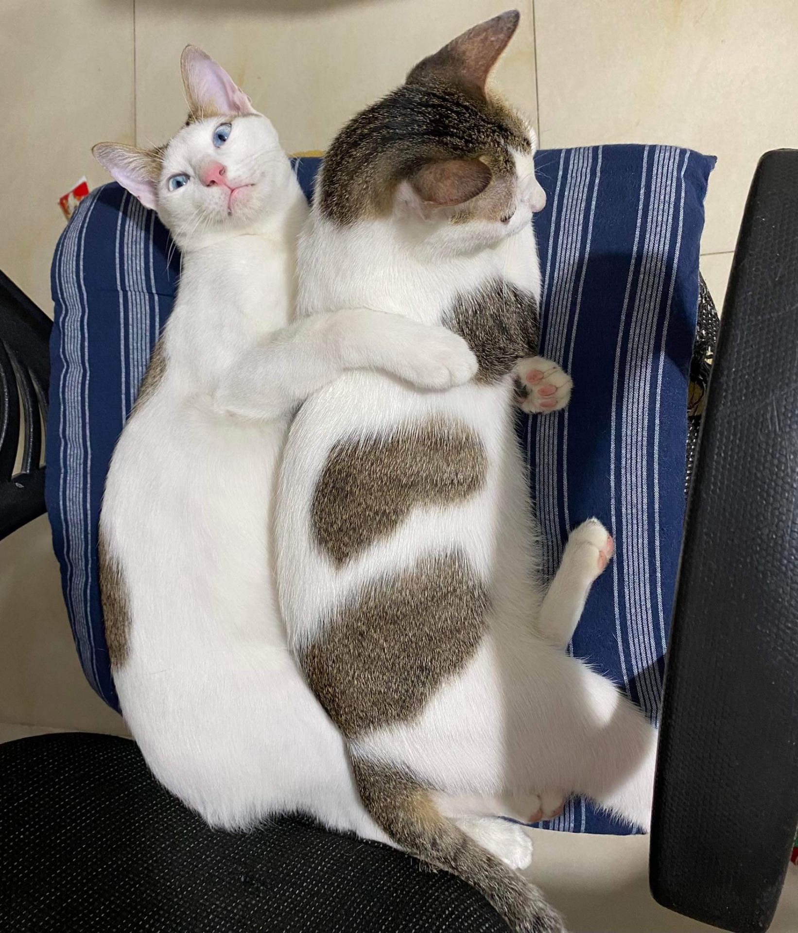 Trước giờ chỉ xài sữa tắm BiO, vứa rẻ vừa tốt. Mèo xài xanh lá, cún xài màu đỏ.. Dù lông ko thơm, mượt như Yú nhưng trị đc rận rệp ve ghẻ. Tắm lần 1 cho xài BiO, lần 2 xả lại Yú là sạch thơm mượt.