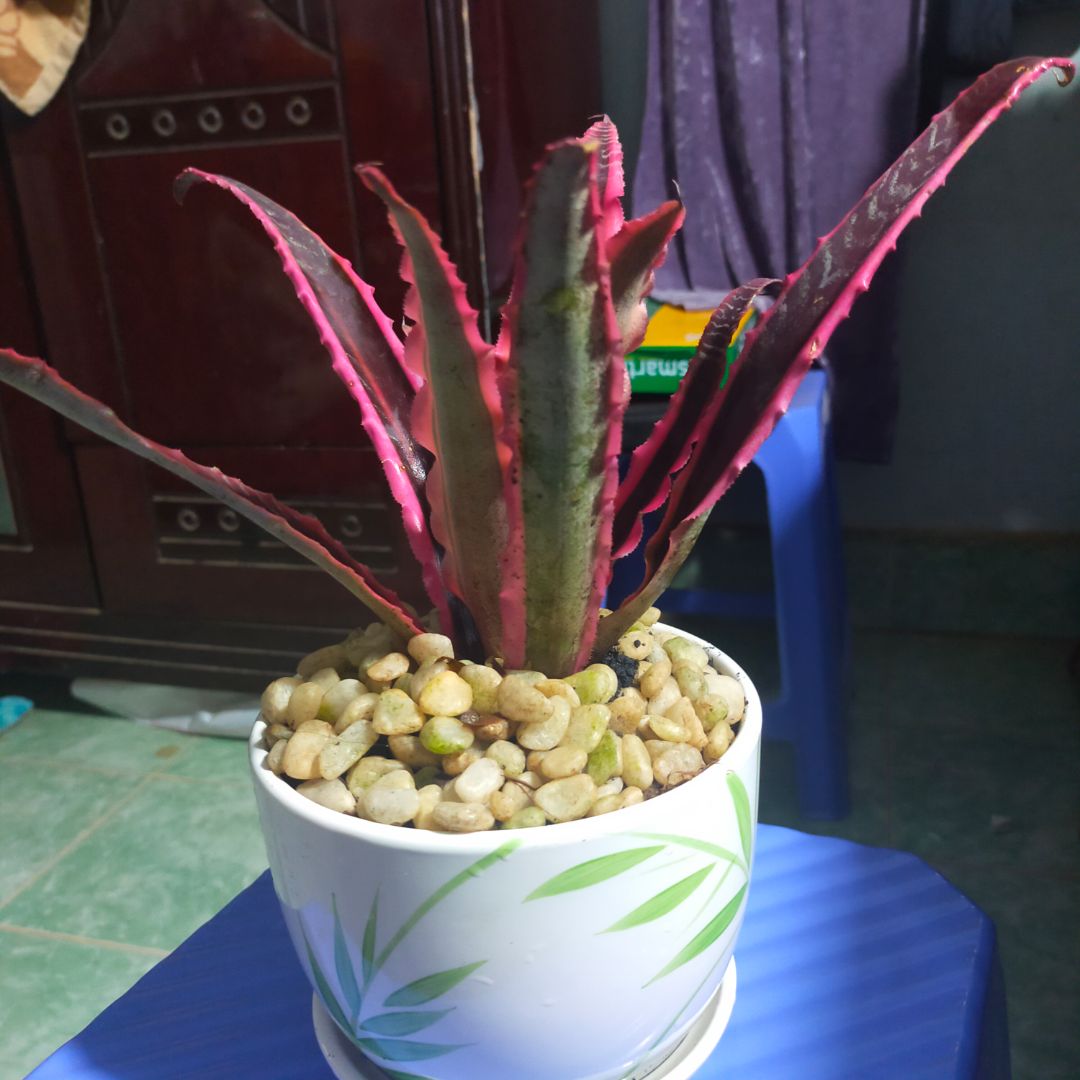 nhận: cây rất khỏe và đẹp