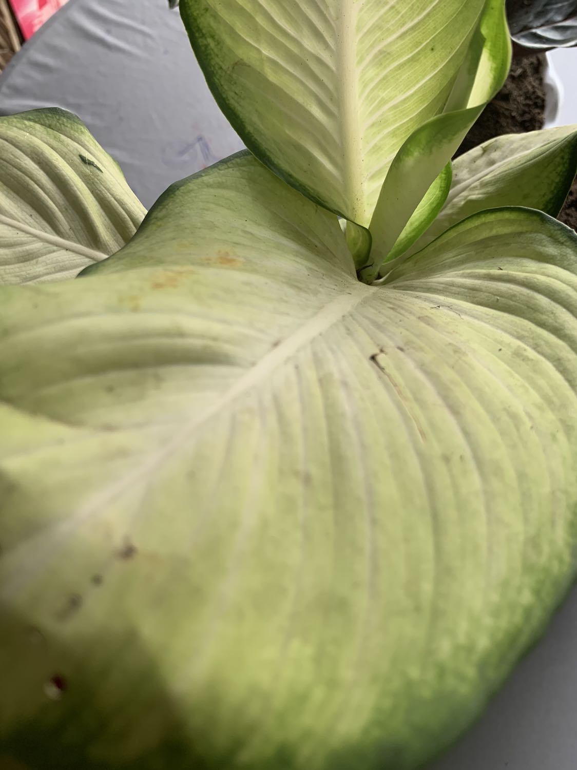 Shop giao hàng nhanh. Cây to khoẻ, hài lòng