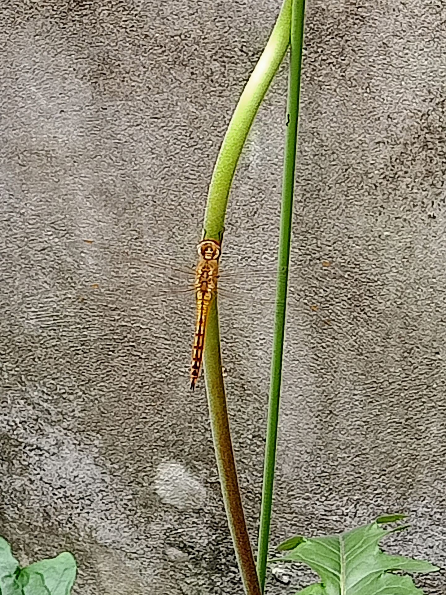 dùng nhiều vẫn thích cái này nhất