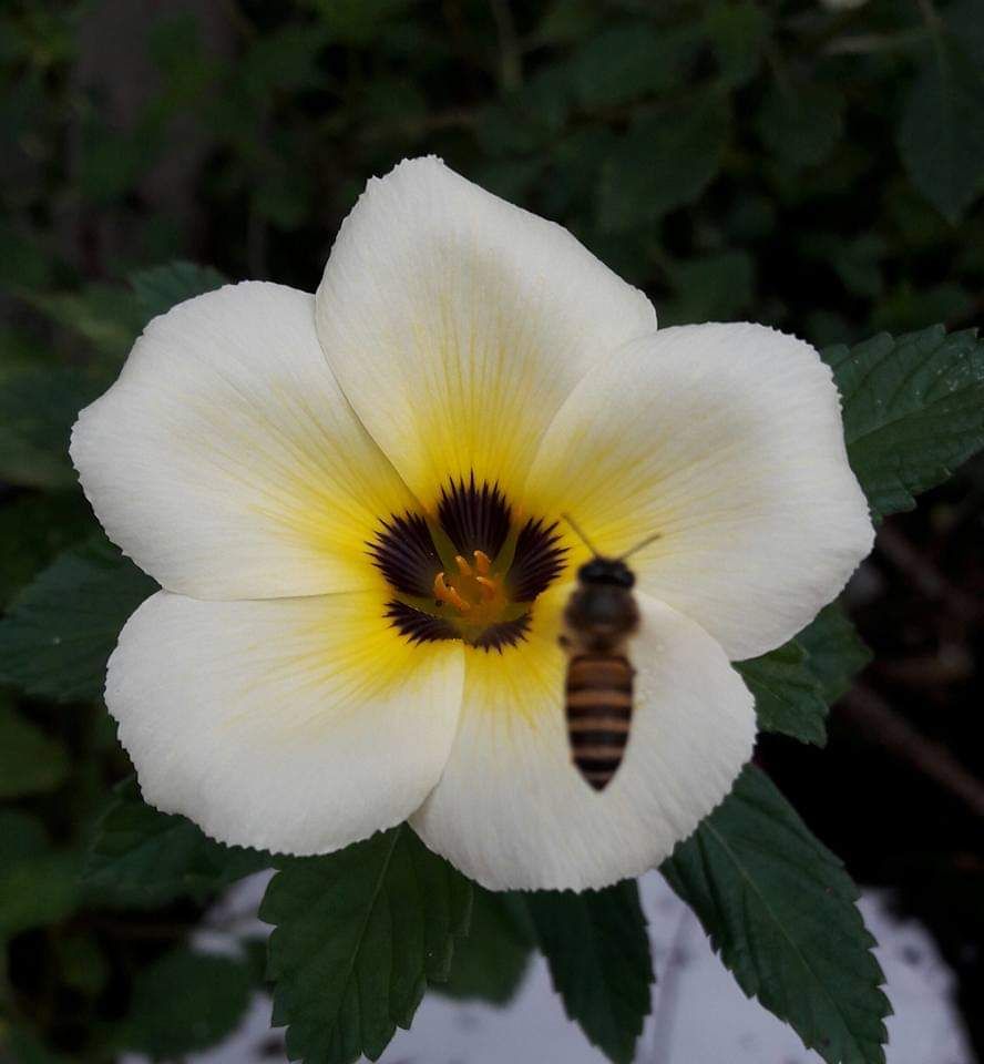 Mình mê em này vì nó không mùi, dạng bọt nên dễ định lượng khi sử dụng