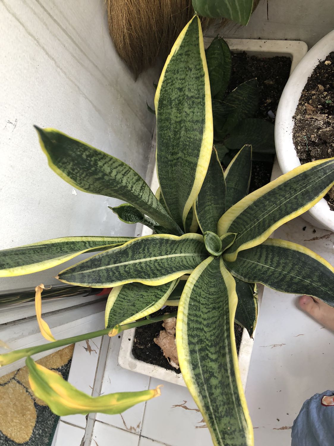 Giao hàng nhanh, mùi này rất thơm.