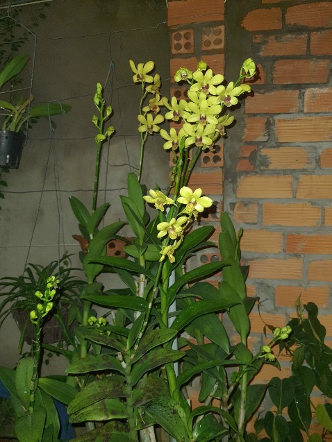 ok đẹp lắm nhe bạn tặng nên ko có hìn ảmh