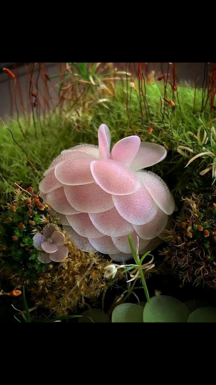 e chua co xem hang nen cho 5 🌟