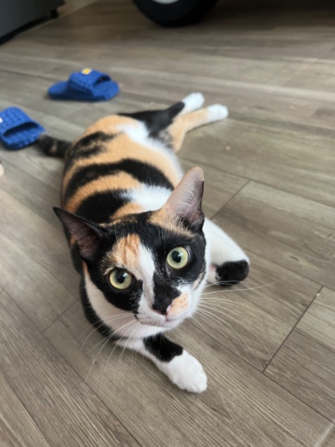 Sp dễ thương, rất phù hợp cho bé gái nnnnno