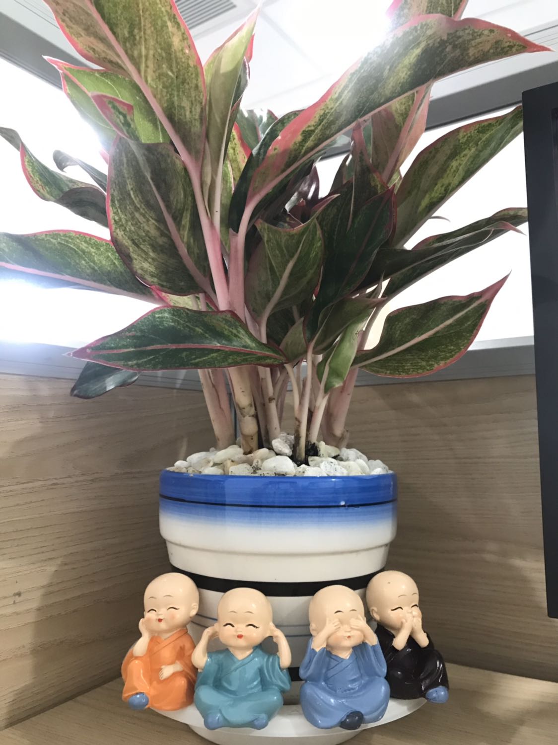 Ban đầu đọc cmt của mọi người hơi hoang mang, sau quyết định đặt.
 Điều đầu tiên về mỹ quan hộp hơi móp, nhưng không sao.
Thứ 2:  gói hàng cẩn thận, giao hàng trước dự kiến.
Thứ 3: có 1 chú tiểu đầu có vết sước nhỏ tạm chấp nhận.
Thứ 4:  nhìn 4 chú tiểu thấy cưng nên cho tự xoá hết lỗi lầm và tặng shop ⭐️⭐️⭐️⭐️⭐️ ? 
Thanks shop! Ban đầu đọc cmt của mọi người hơi hoang mang, sau quyết định đặt.
 Điều đầu tiên về mỹ quan hộp hơi móp, nhưng không sao.
Thứ 2:  gói hàng cẩn thận, giao hàng trước dự kiến.
Thứ 3: có 1 chú tiểu đầu có vết sước nhỏ tạm chấp nhận.
Thứ 4:  nhìn 4 chú tiểu thấy cưng nên cho tự xoá hết lỗi lầm và tặng shop ⭐️⭐️⭐️⭐️⭐️ ? 
Thanks shop!