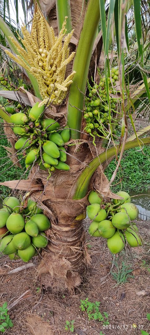 mình gập cây 30kg dc 60-70 cái mà cây 50kg này không nổi dc cái nào.haizzz.sao tui yếu vcl thế này.bù lại quá đẹp trai. mình gập cây 30kg dc 60-70 cái mà cây 50kg này không nổi dc cái nào.haizzz.sao tui yếu vcl thế này.bù lại quá đẹp trai.