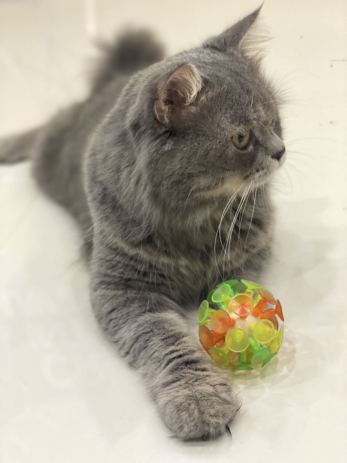 Ổn áp. Khá tốt. Đúng 6 quả 5mấy k. Không nhớ có giảm giá không. Nhưng Ok. Thêm 5 cái vợt muỗi nữa nhìn cũng khá chất lượng.