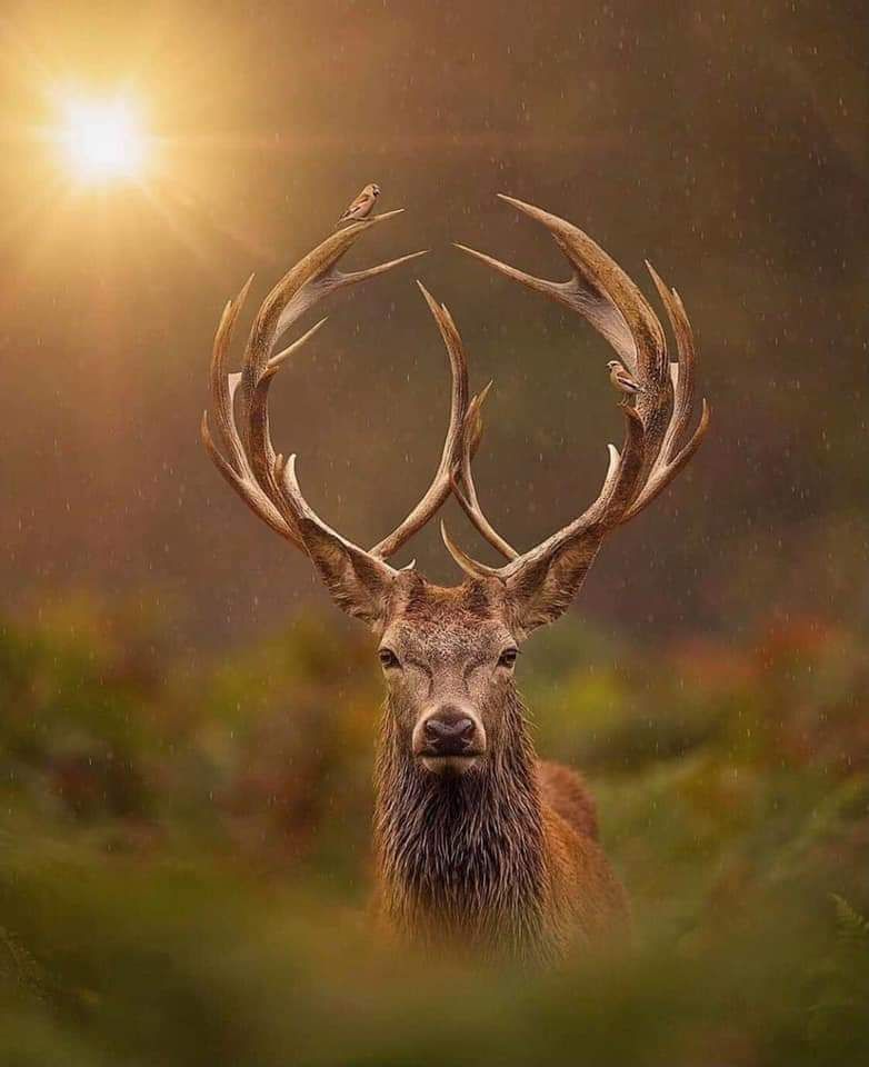 Hành trình đi tìm kho báu của cậu chăn cừu, tương tự như các bạn trẻ ở Việt Nam hay tự gọi mình là “start-up” hay khởi nghiệp, cũng khốc liệt & nhiều câu chuyện khôi hài hước như cô cẩm lan lớn tuổi cười ha ha ha