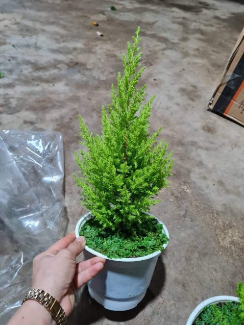 Màu đẹp mịn đáng để mua