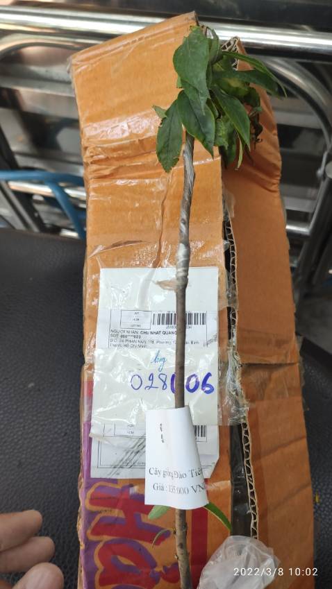 *** gạt, mua 1 đống cây mà tự ý đưa một cây khác