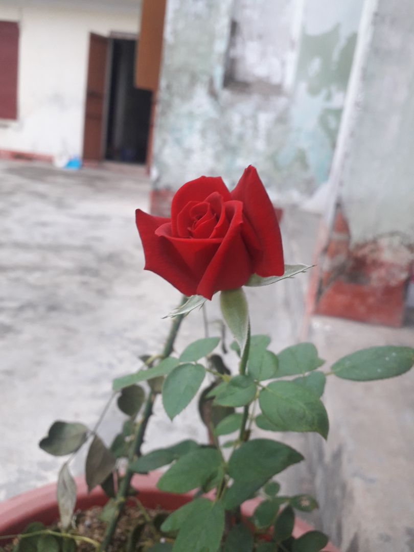 sản phẩm giống hình ảnh, còn sử dụng tốt hay không phải chờ sau sử dụng, đc tặng hộp giấy khô