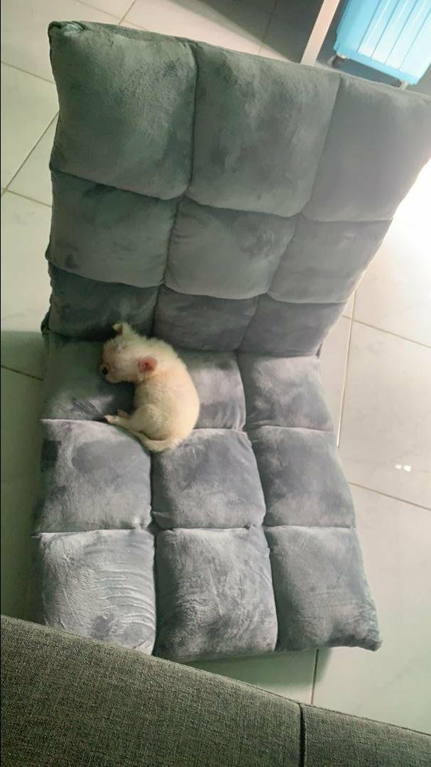 Ghế chắc chắn lắm nha mn , gập lên xuống dễ dàng, shop chuẩn bị hàng nhanh , bọc hàng cẩn thận , bên giao hàng tốt :)), ghế màu giống hình nha Ghế chắc chắn lắm nha mn , gập lên xuống dễ dàng, shop chuẩn bị hàng nhanh , bọc hàng cẩn thận , bên giao hàng tốt :)), ghế màu giống hình nha