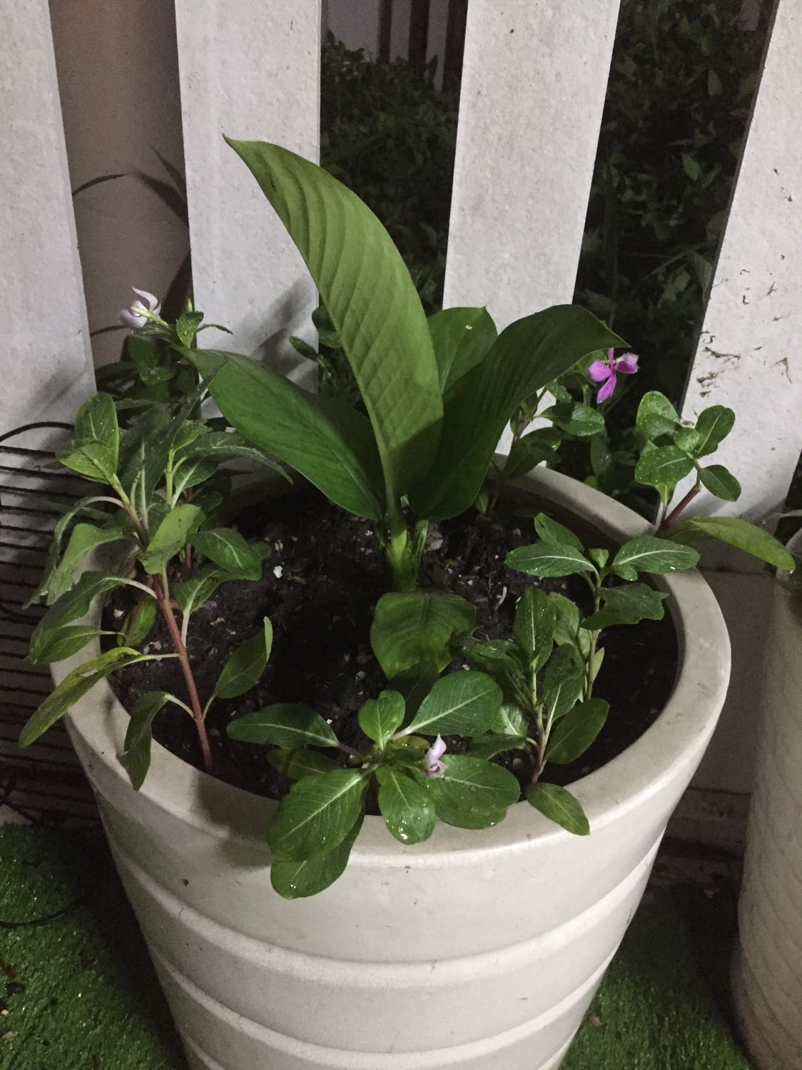 Cây đóng gói cẩn thận, nhưng giao trể hơn kế hoạch