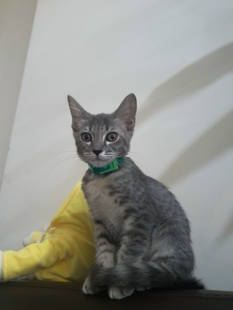 Chất liệu chắc chắn kiểu dáng bền đẹp dùng ổn giao nhanh Chất liệu chắc chắn kiểu dáng bền đẹp dùng ổn giao nhanh