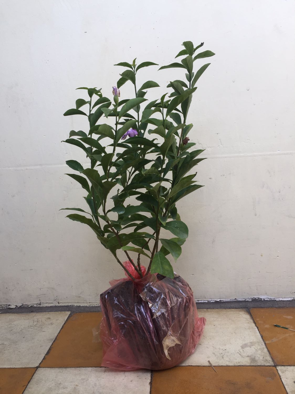 Nhận cây nhài Nhật, cây như thế này. Hông biết trồng thì sẽ ra sao nhưng ảnh số 2 trên trang tiki thì chẳng có, chỉ có cái 1 ảnh cây hoa xum xuê. Để xem thử trồng thời gian có như ảnh 1 quảng cáo hông. Nếu hông thì nói *** móc tiền khách hàng nhé