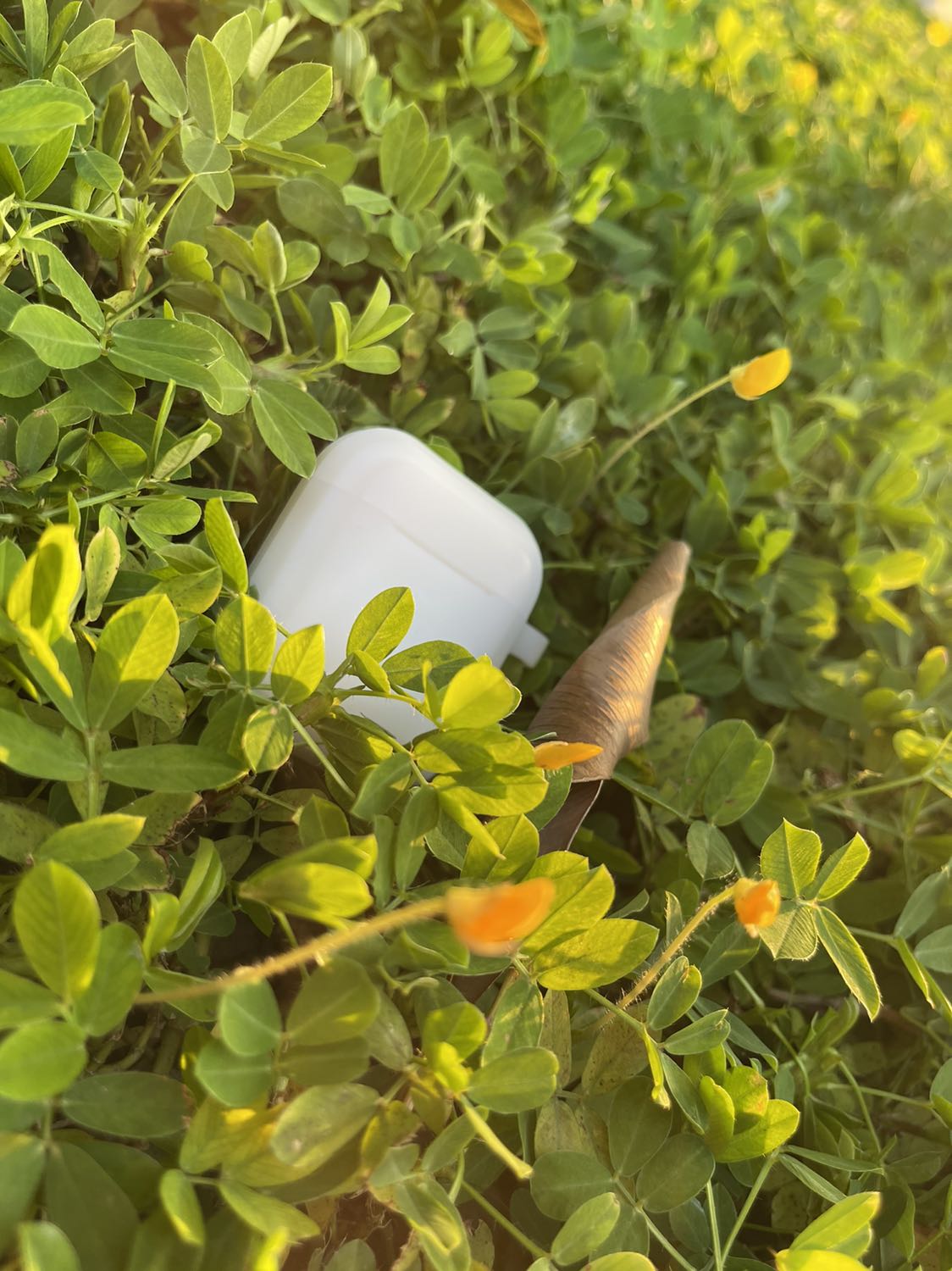 Bình thường, màu trong bóng tối không sáng lắm, có lẽ do chưa hấp thụ đủ ánh sáng