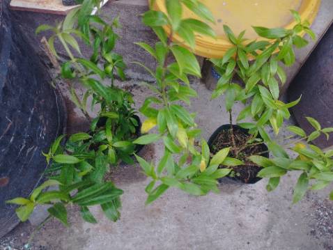 Giao hàng nhanh hơn dự kiến. Tuy nhiên cây bị gãy cành và có hơi vàng lá. Nói chung khá ổn. Hi vọng cây sống khỏe và cho hoa đẹp.