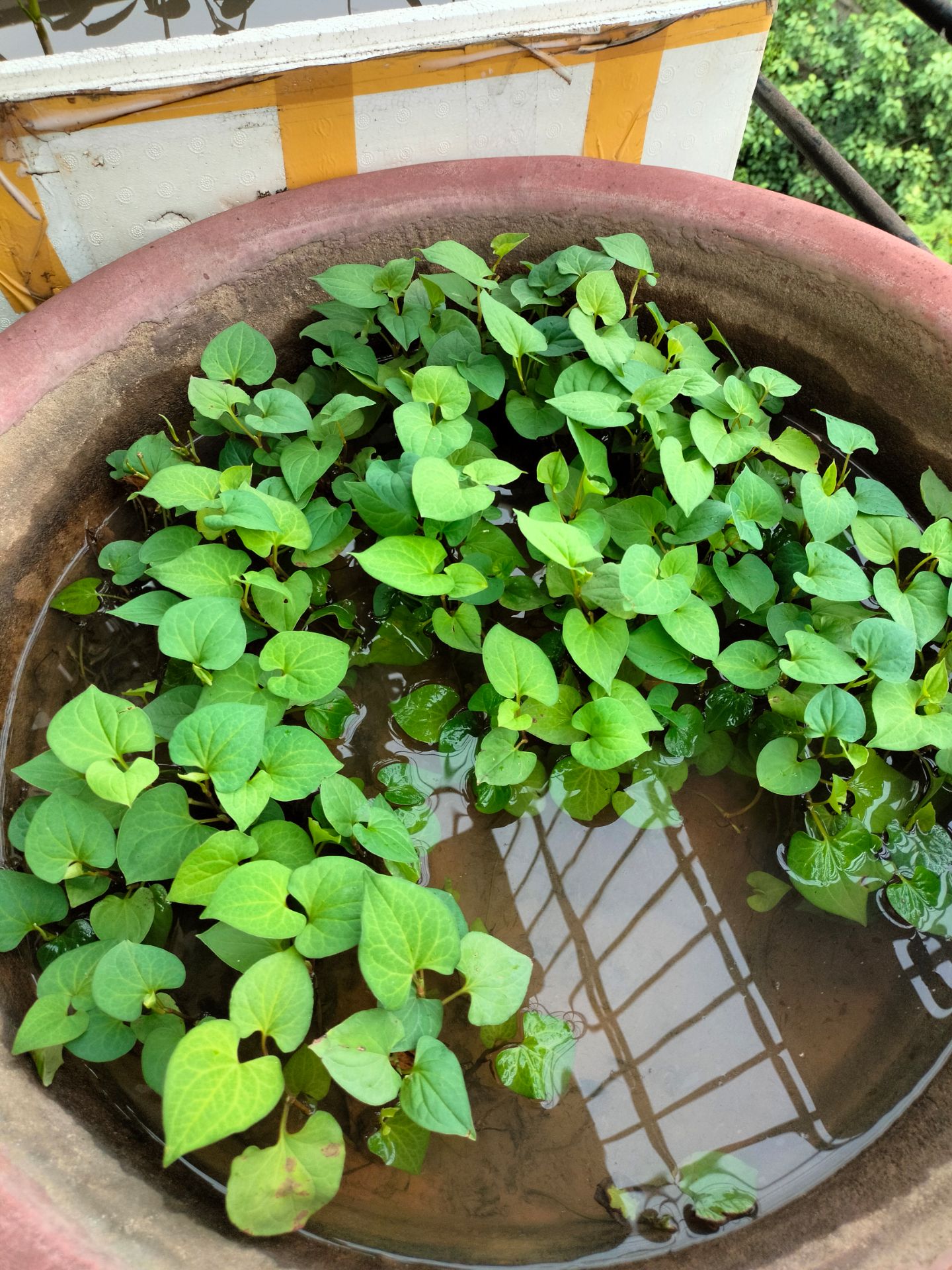 xịt ok mùi cũng thơm xịt ok mùi cũng thơm