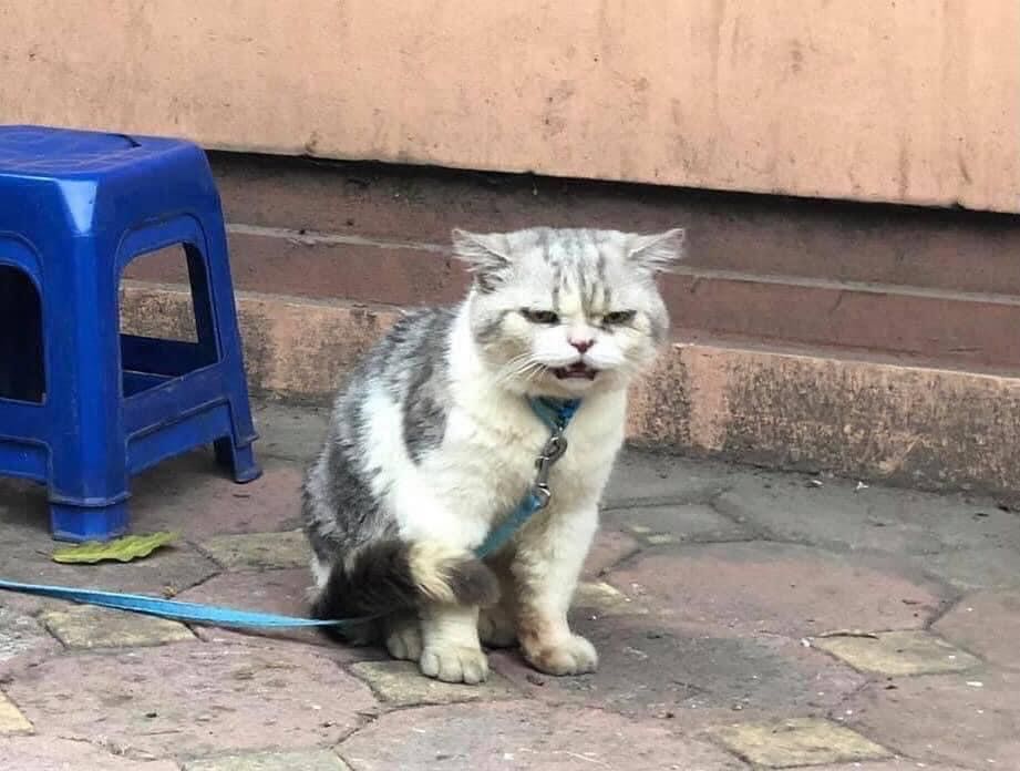 hình ảnh và comment chỉ mang tính chất nhận xu