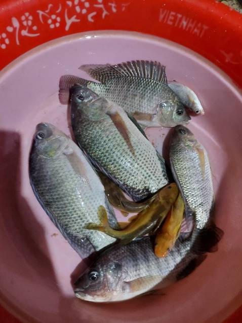 Giao hàng nhanh. Giá rẻ so với bên ngoài chất lượng sản phẩm tốt Giao hàng nhanh. Giá rẻ so với bên ngoài chất lượng sản phẩm tốt