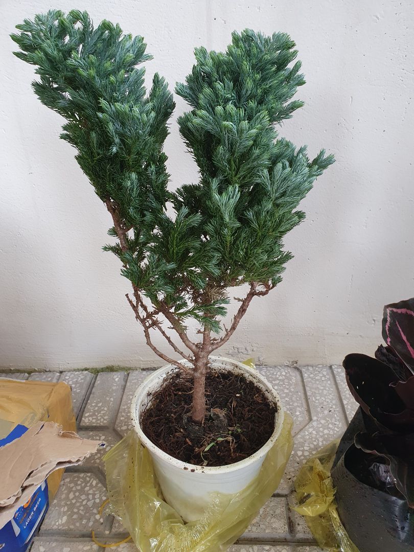 cây đẹp như quảng cáo shop uy tín nhé