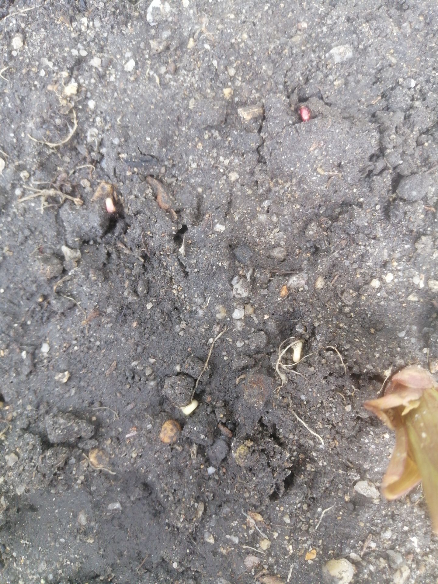 Hạt không nhiều tầm 14 hạt một bịch nhưng tỉ gieo nảy mầm rất cao. Mình gieo hạt chung với chậu ly mà hạt lên rất đều.