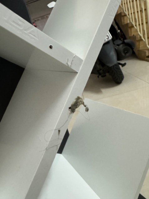 Nếu bên bán hàng chú ý đừng để nhân viên nhai singing rồi nhả lung tung lúc gói hàng thì cảm ơn rất nhiều